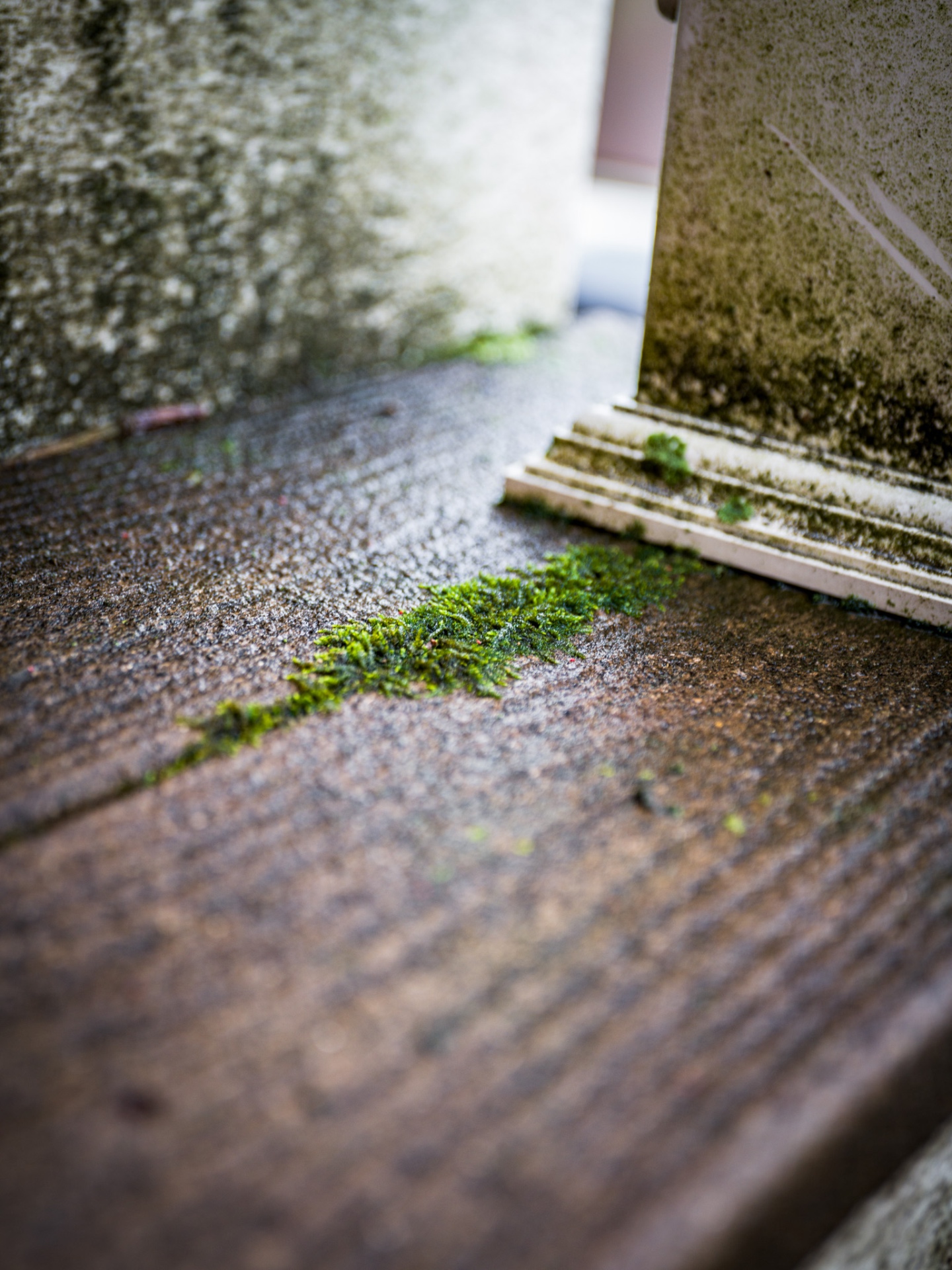 Moss growing on concrete steps before pressure washing treatment